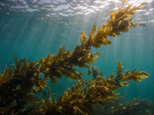 Brown seaweed Ascophyllum nodosum, the natural source of BioFlow